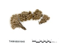 藏品(白髮苔)的圖片